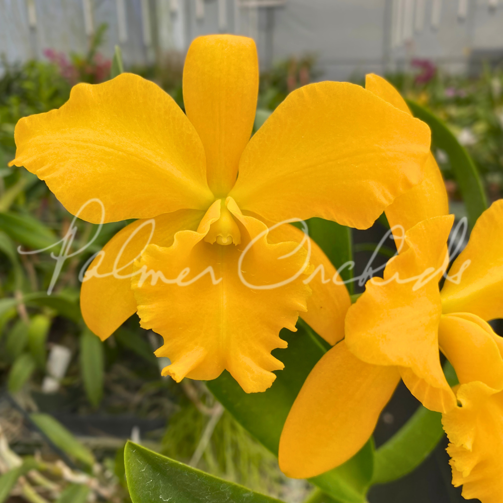 Rth. Palmer's Alimony — Palmer Orchids